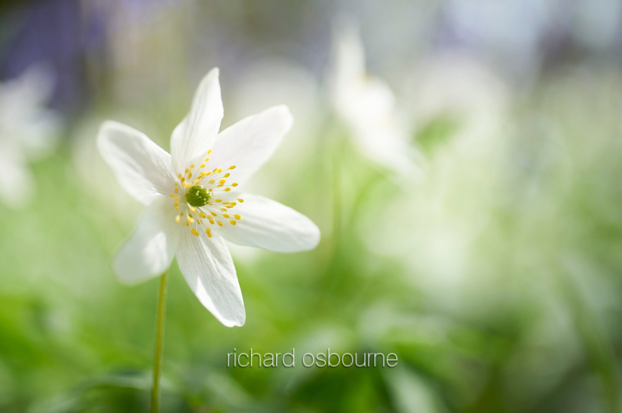 Wood Anemone, Richard Osbourne