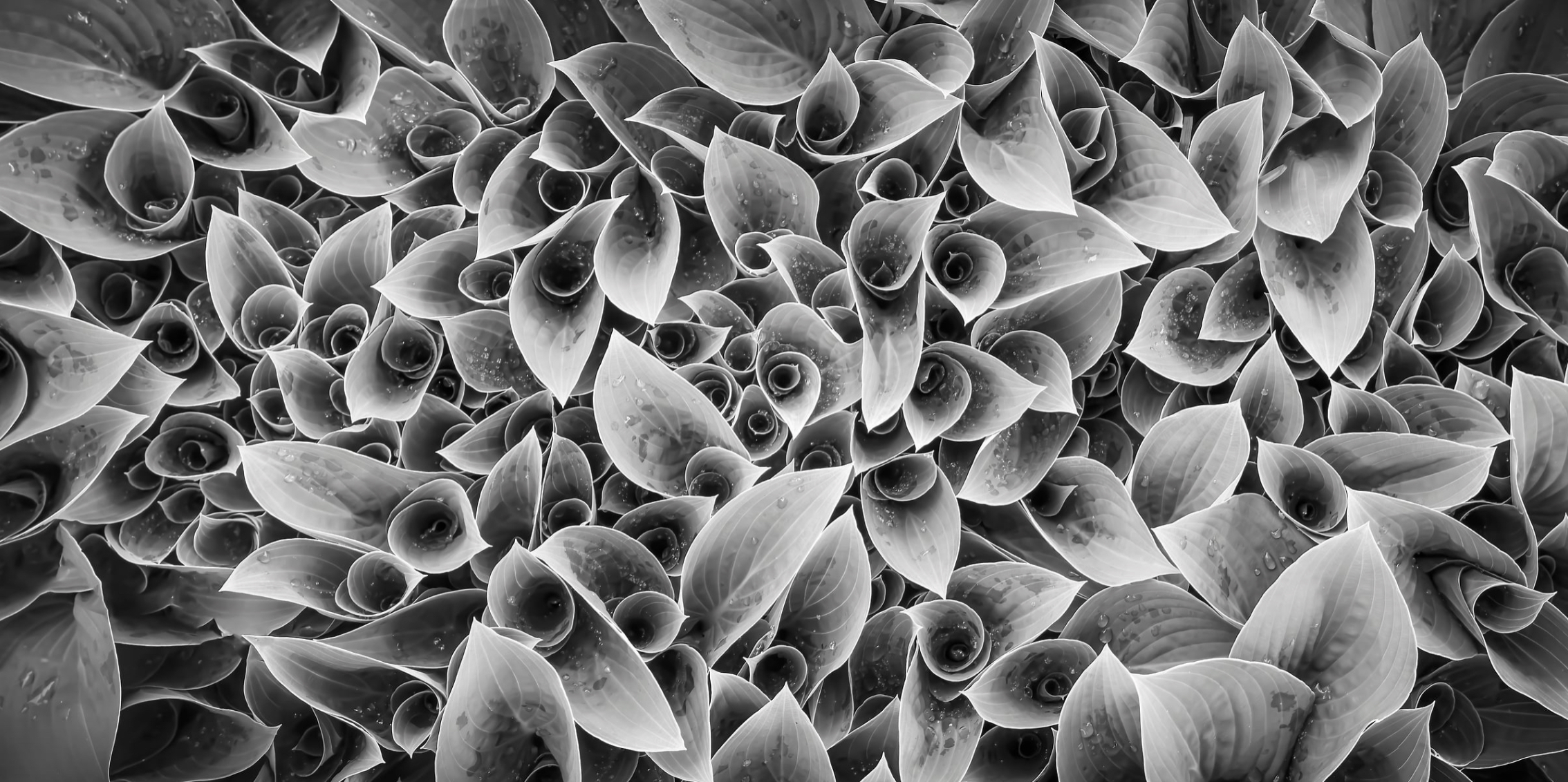 Botanical close-up, textural photography