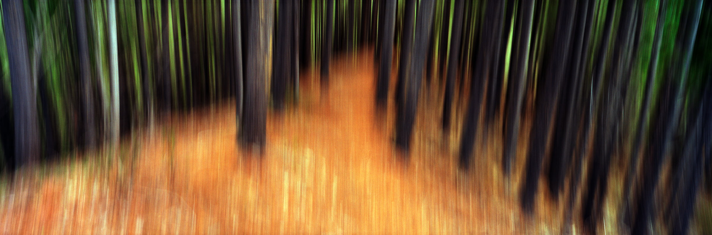 Abstract forest motion, Vast Photos